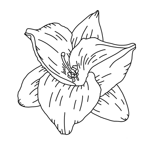 Lily Line Art