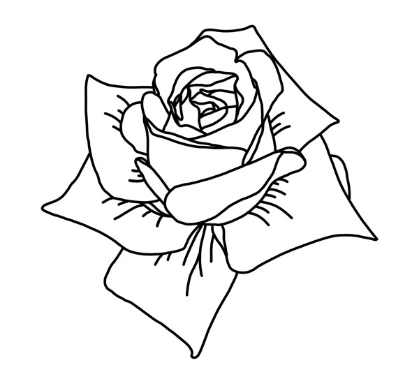 Rose Line Art