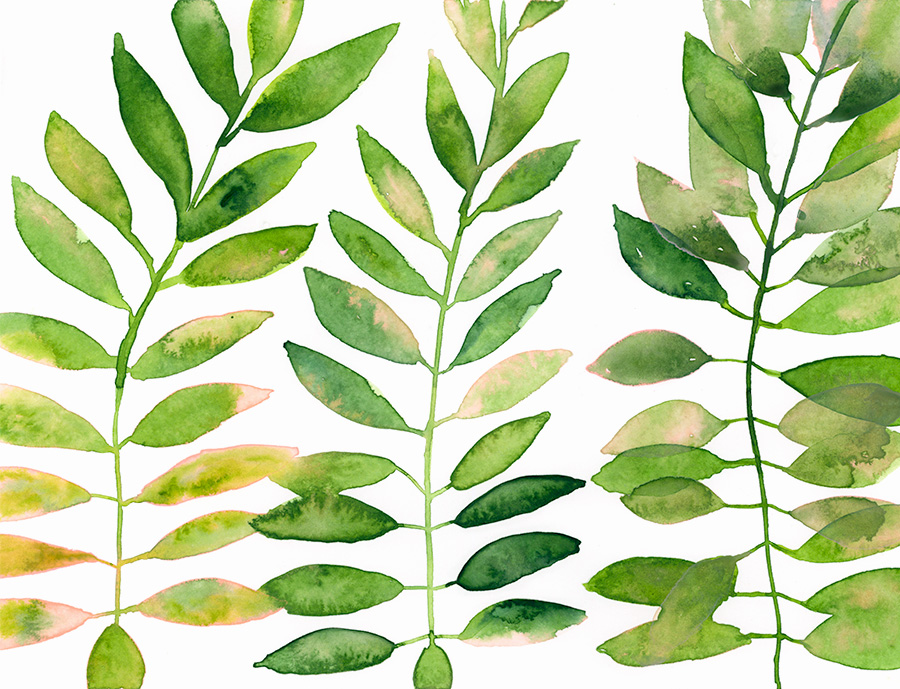 Leaves